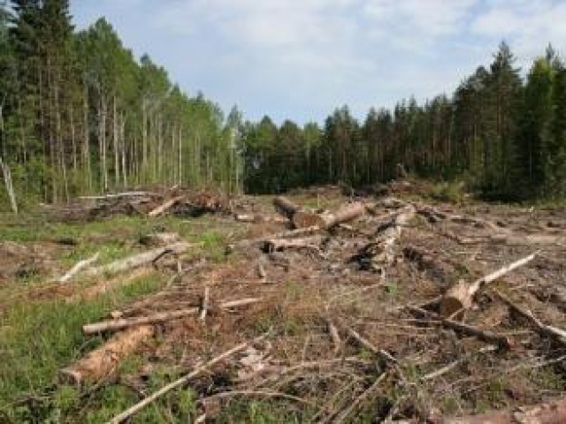 В калужской усадьбе XVIII века вырубили деревья на более 1,9 млн рублей