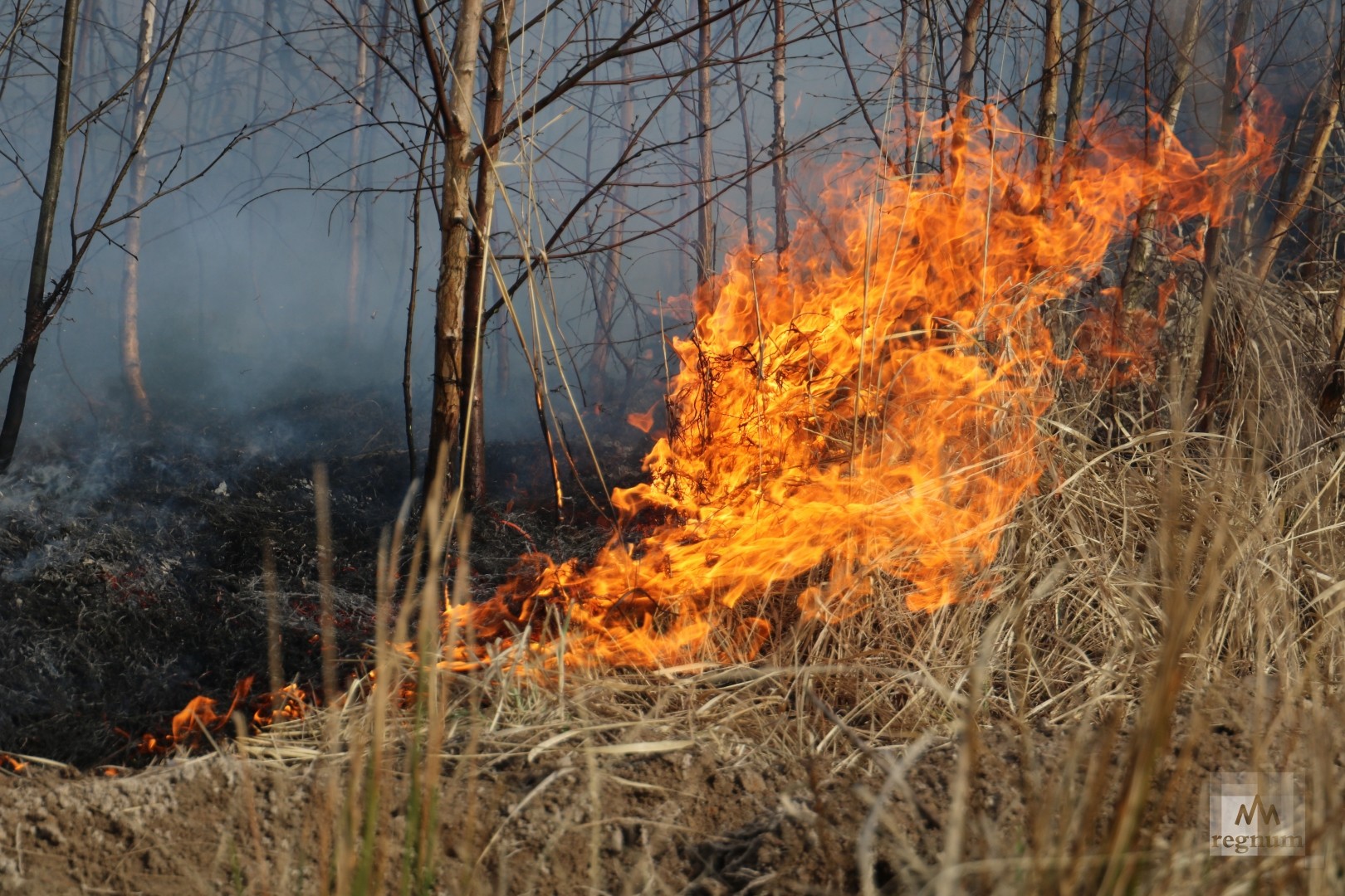 Последние лесные пожары в россии. Лесные пожары. Верховой Лесной пожар. Лес в огне. Пожар в лесу весной.