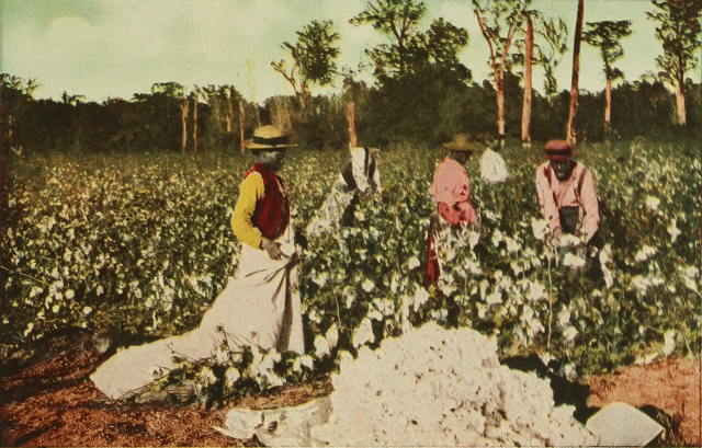 Негры на хлопковых плантациях США. 1913