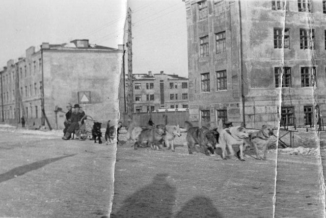 На собаках по центральной улице Магадана. Магадан. Магаданская область. 1943-1944