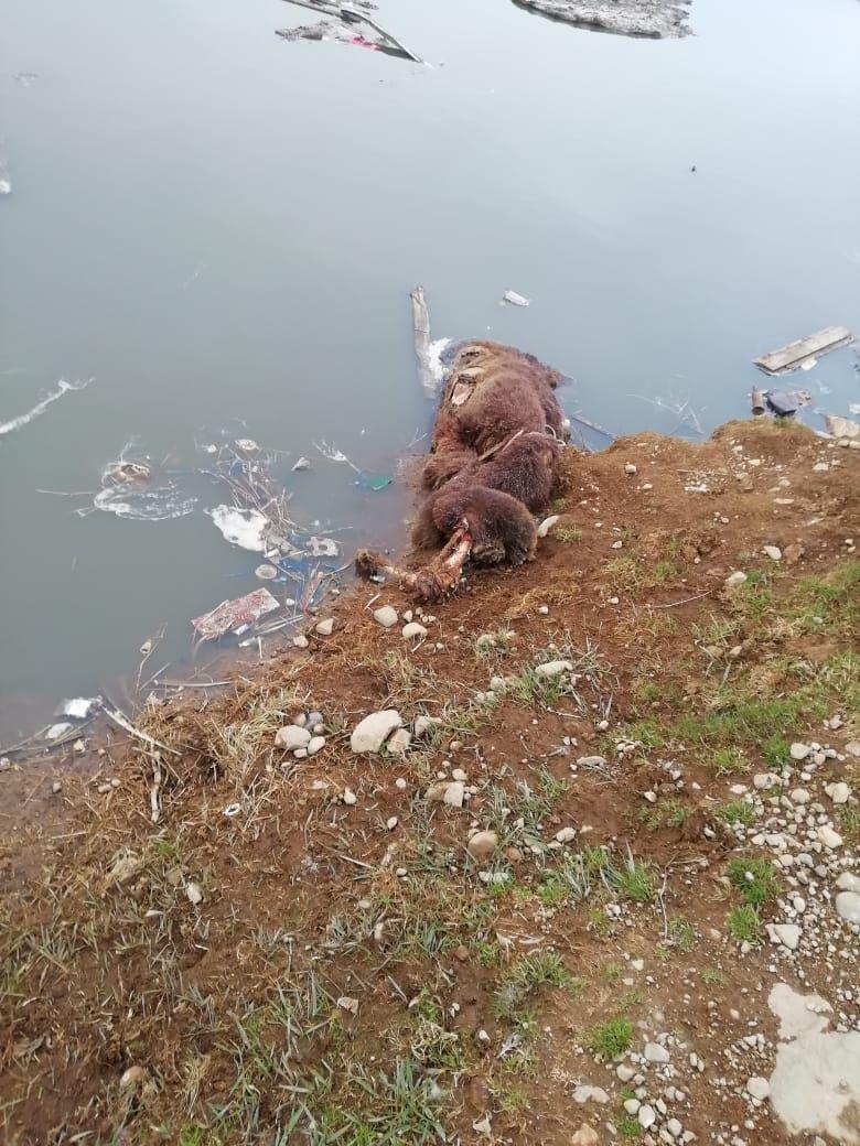На Камчатке свалка рыбных отходов привлекает медведей и не даёт жизни людям