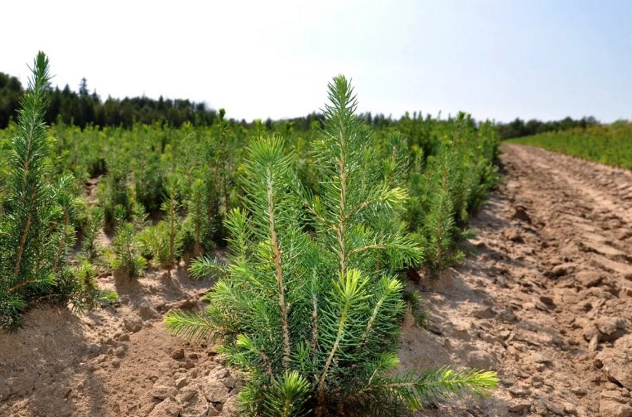 В Калужской области перевыполнили план весеннего лесовосстановления