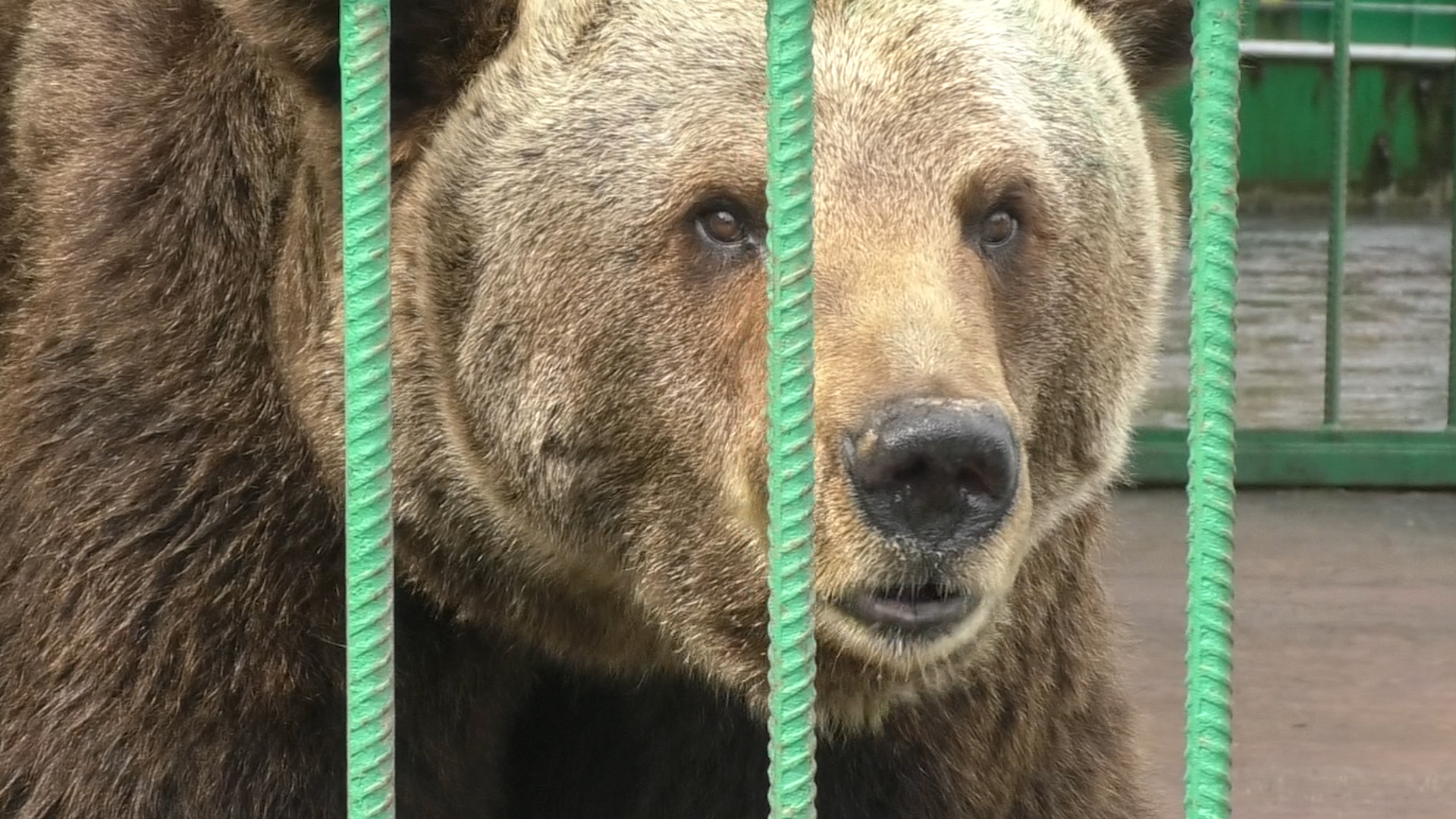 3 медведя без остановок. Ярославский музей-заповедник Медведица Маша. Живой символ Ярославля Медведица Маша. Медведь Маша Ярославль. Медведица Маша Ярославль 2022.