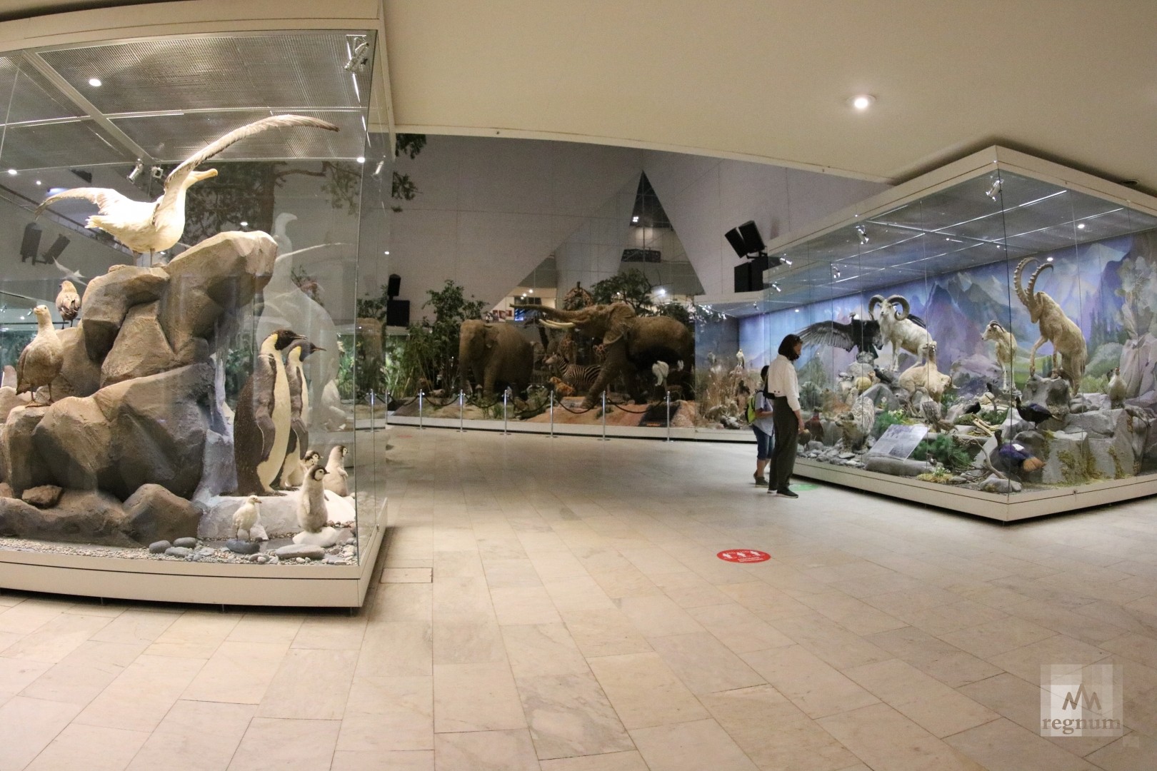 Дарвиновский музей в москве фото залов