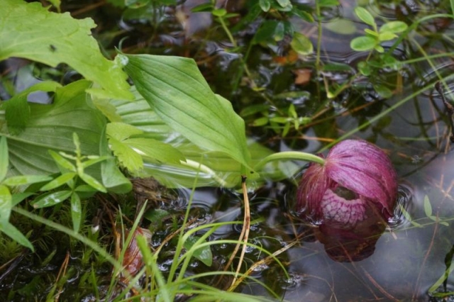 Паводок нанёс серьёзный ущерб красноярскому нацпарку с редкими растениями