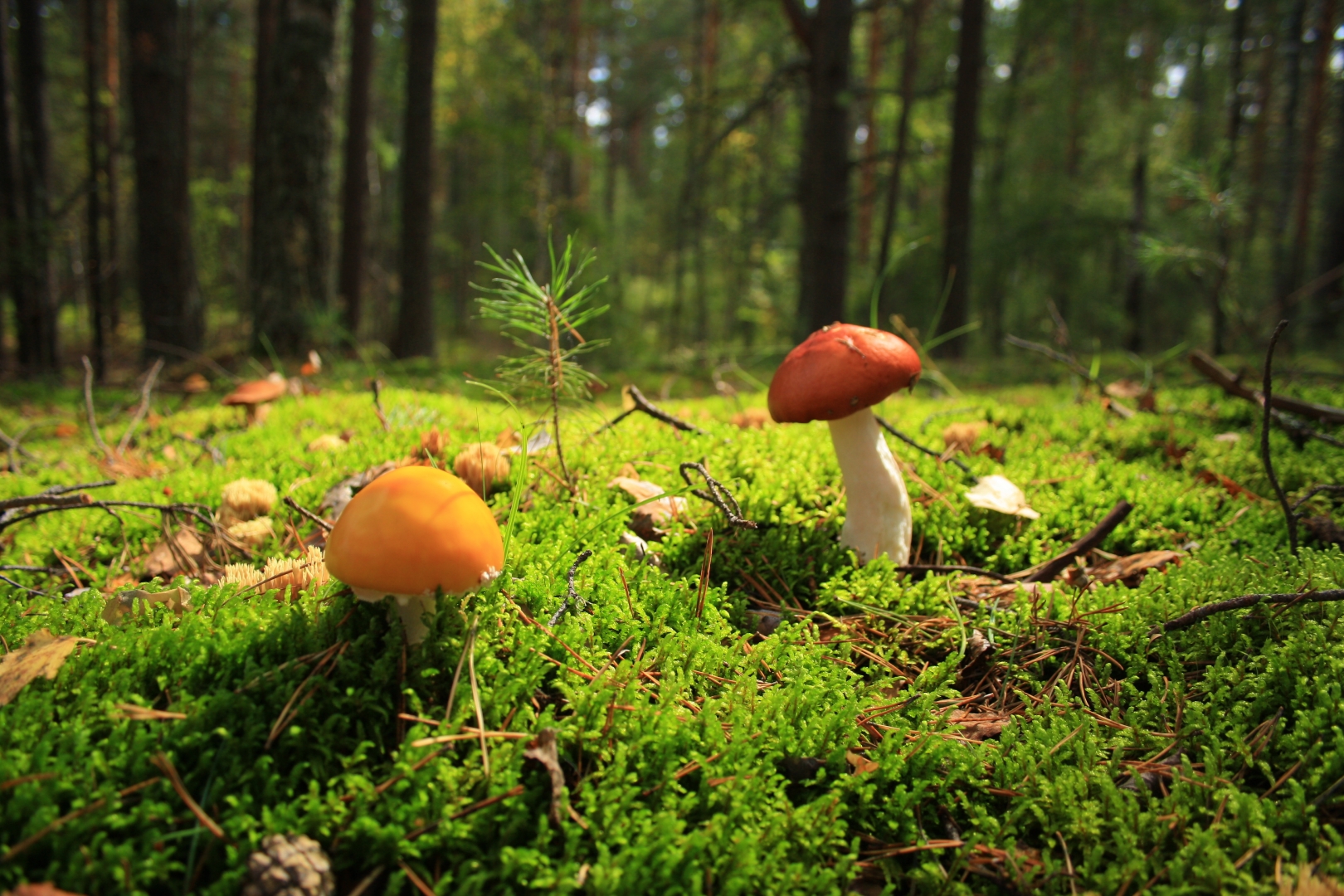 Бизнесменам Удмуртии начали сдавать в аренду леса для сбора грибов и ягод