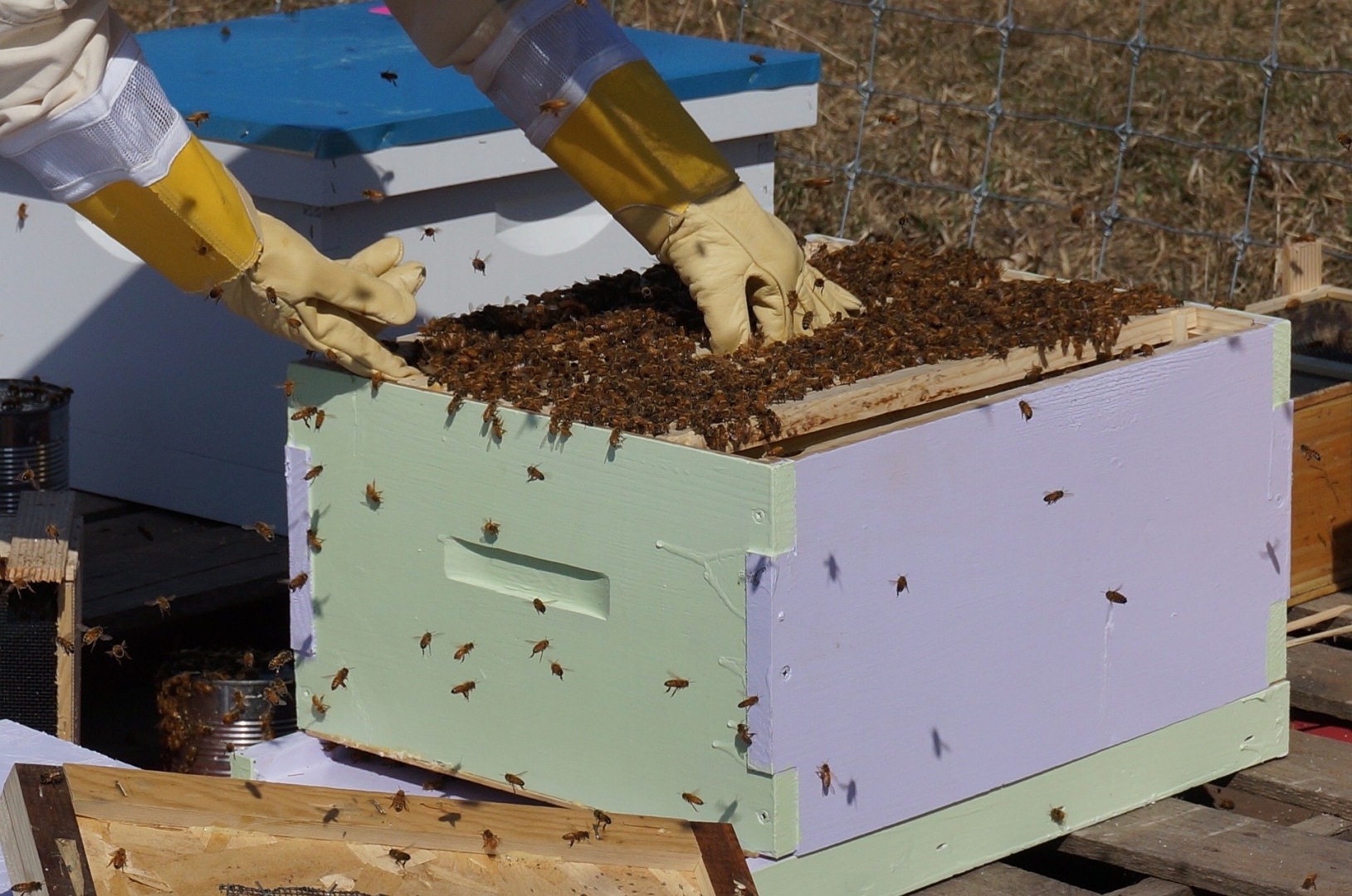 Хозяйство в Удмуртии оштрафовали на 10 тыс. за гибель пчёл от пестицидов