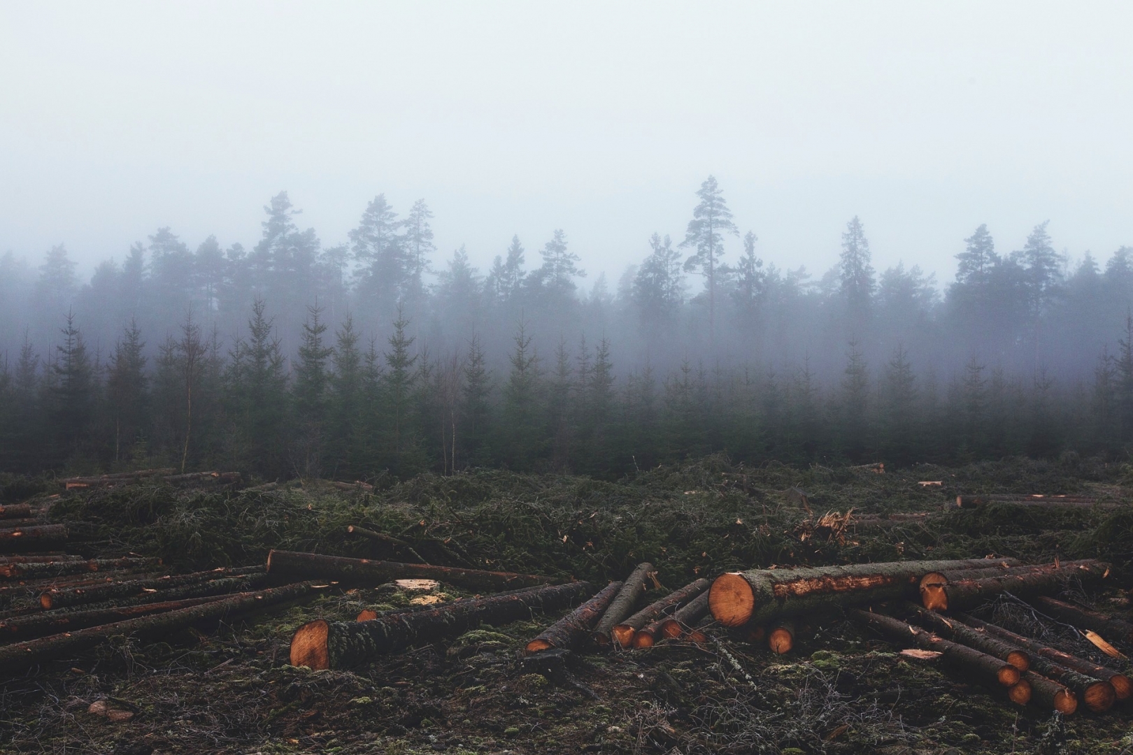 Три комитета Госдумы будут мониторить рубки леса возле Байкала