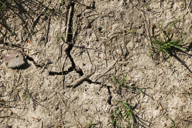 В районах Чувашии наблюдается почвенная засуха