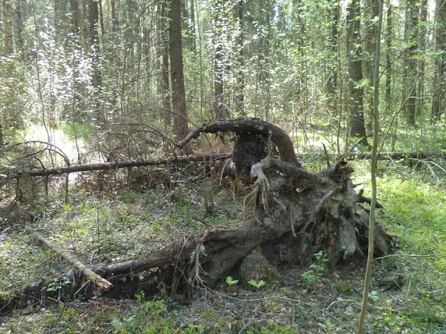 В Ярославской области полиция спасла из болота дачницу из Москвы