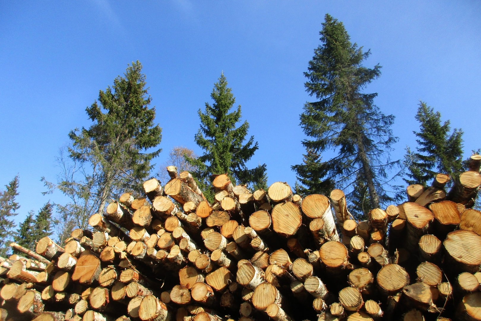 Приангарье вышло в лидеры по незаконным вырубкам леса в РФ