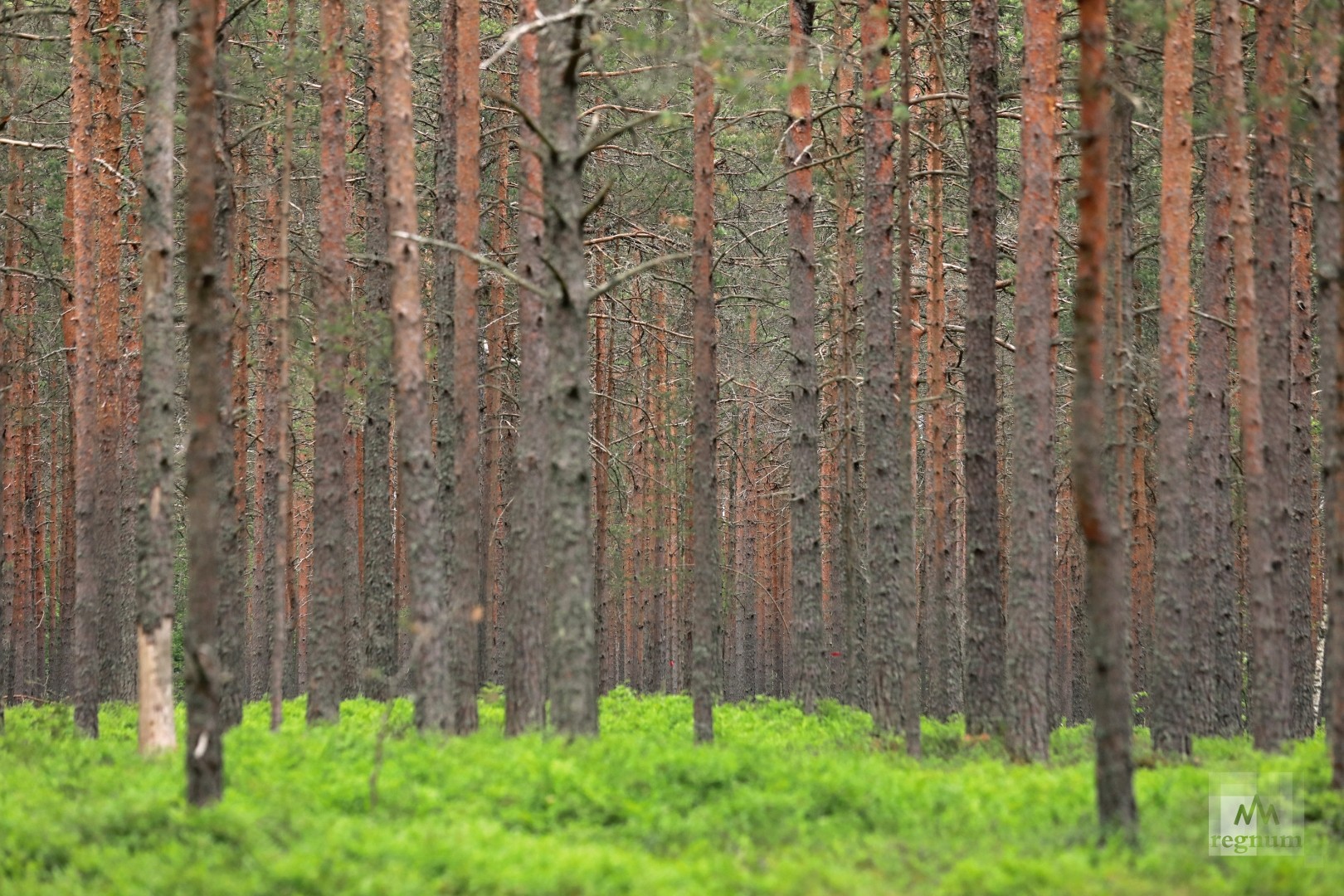 В калужской области жуки-короеды поразили 320 га сосновых лесов