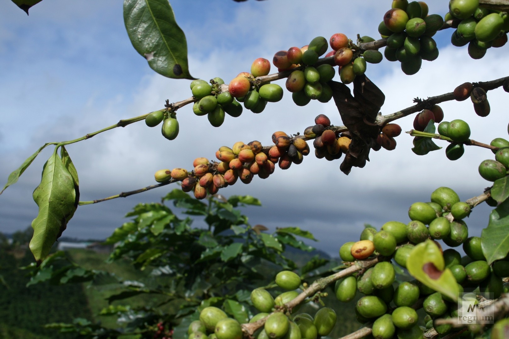 Индонезия экспортирует в Китай 4,8 тонны кофе