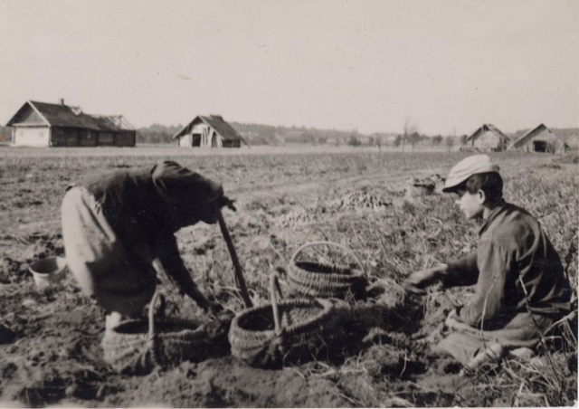 Família bielorrussa cavando batatas, 1938, Polônia