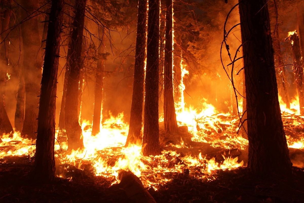 Площадь лесных пожаров в Красноярском крае превысила 105 тыс. га