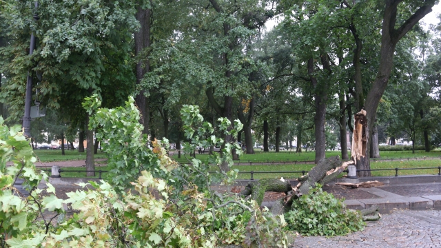 Более 450 деревьев и вековой клен в центре Петербурга стали жертвами шторма