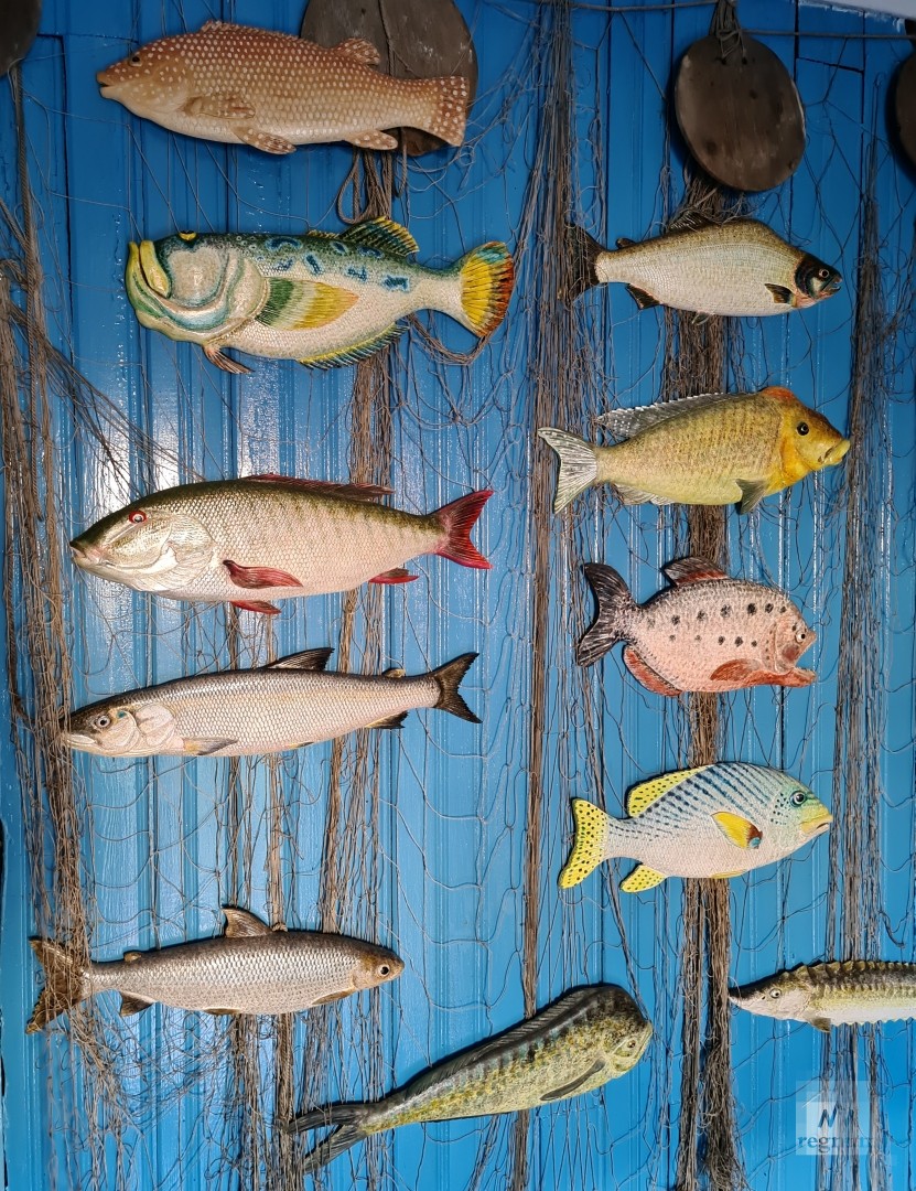 Все Виды Рыб Фото