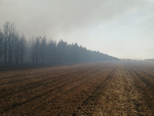 В Воронежской области природный пожар локализовали на площади 75 га