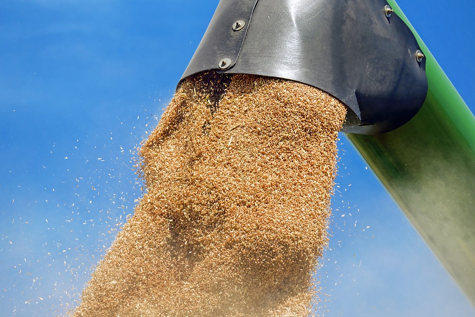 Удмуртия увеличила сбор зерна почти на 20%