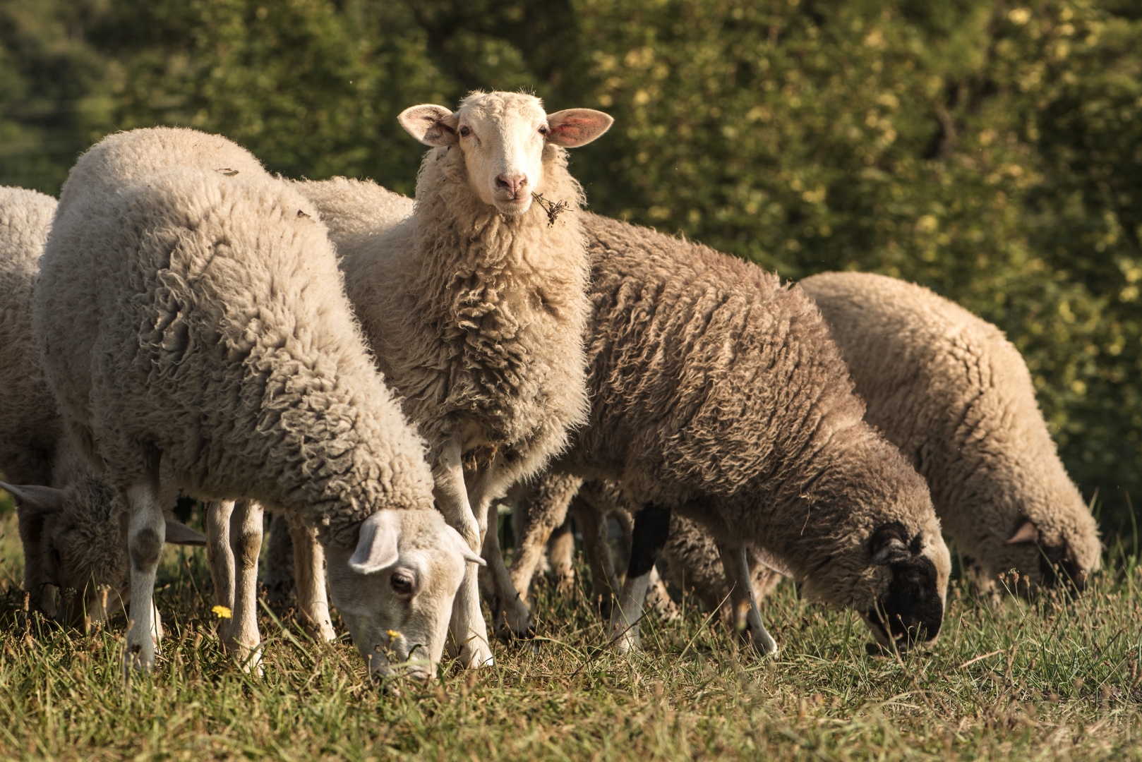В Калужской области ликвидируют очаг оспы овец