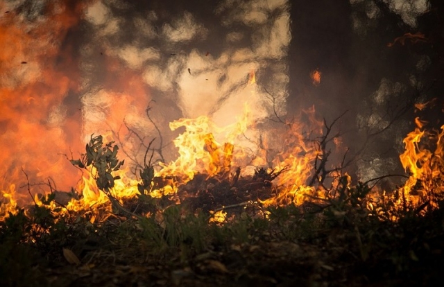 В Ростовской области ликвидировали крупный лесной пожар