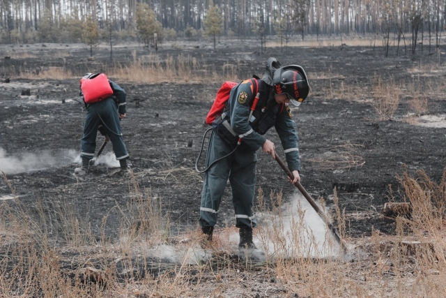 В Воронежской области ликвидированы все лесные пожары