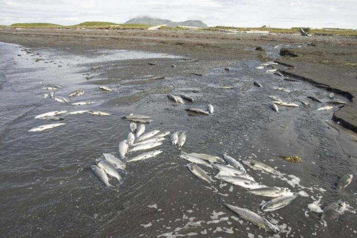 Авария в Норильске нанесла огромный ущерб краснокнижным видам рыб