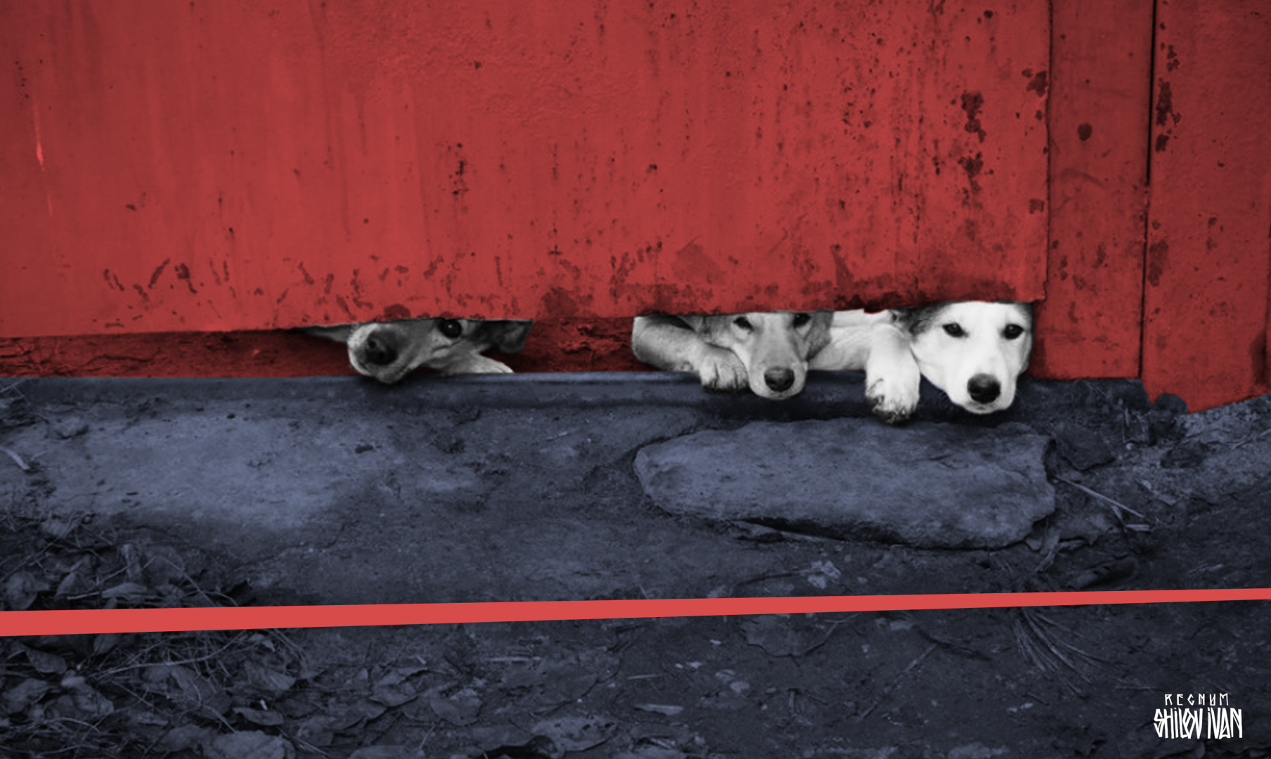 На Камчатке следователи нашли виновных в смерти ребёнка от укусов собак