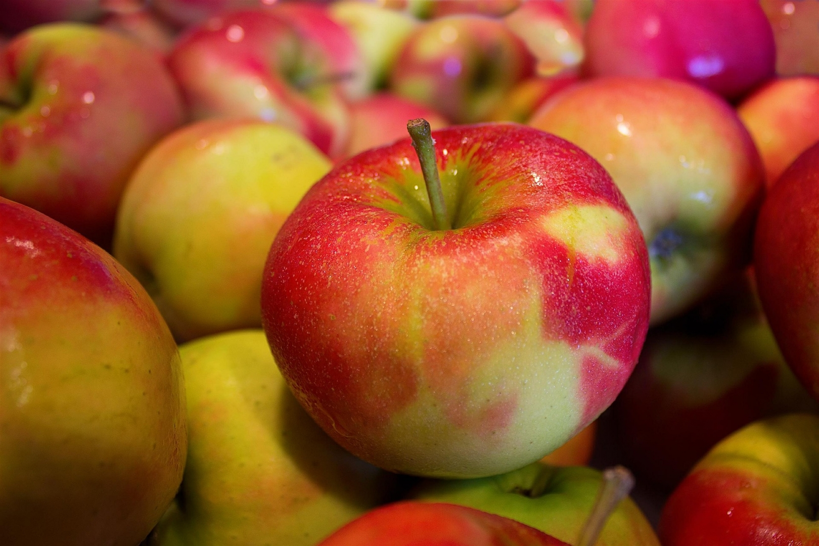 В Дагестане уничтожили более 3 тонн санкционных яблок из Польши