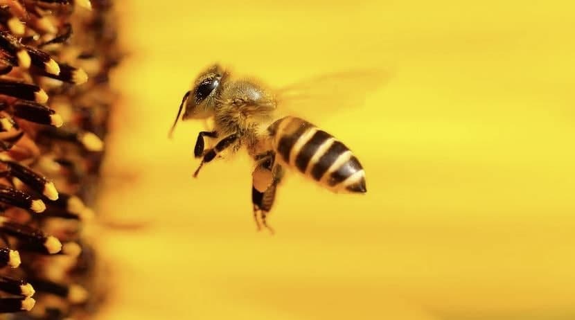 Костромские депутаты встали на защиту пчёл от Минсельхоза