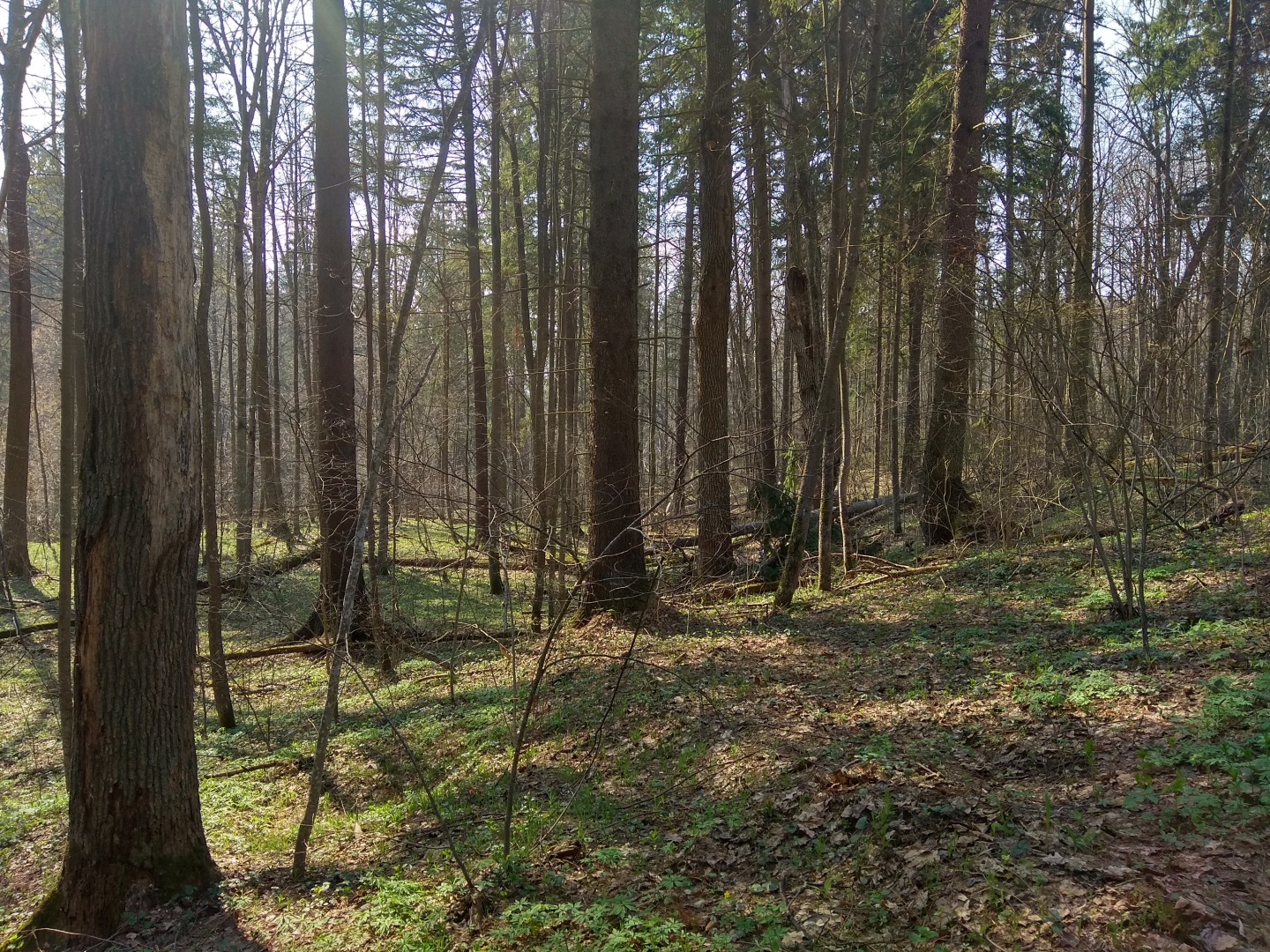 «Засечный лес» калужского Козельска признан памятником природы