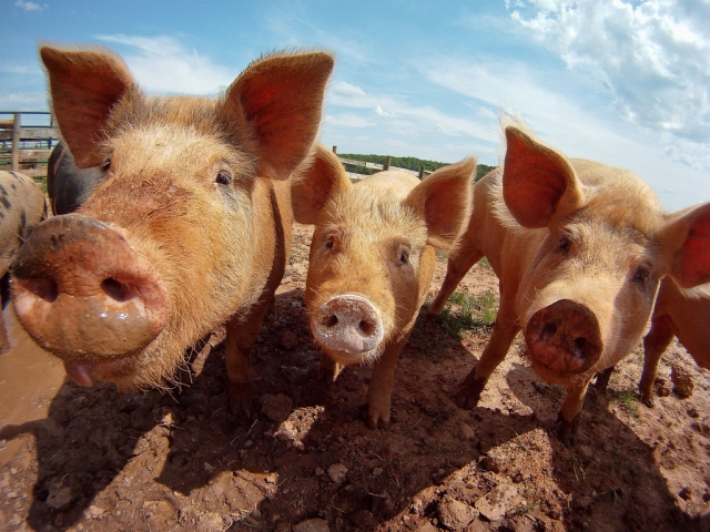 В Татарии на территории национального парка выявили африканскую чуму свиней