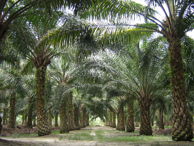Плантация масличных пальм 