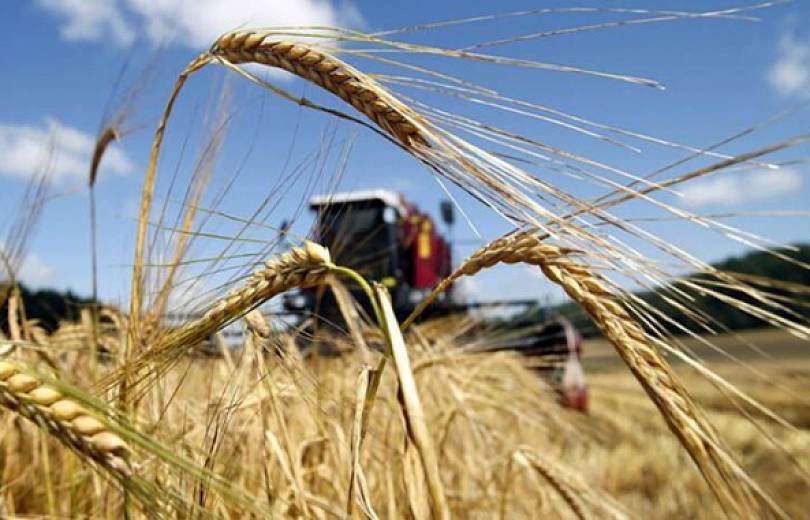 Правительство РФ удвоило пошлины на пшеницу и кукурузу