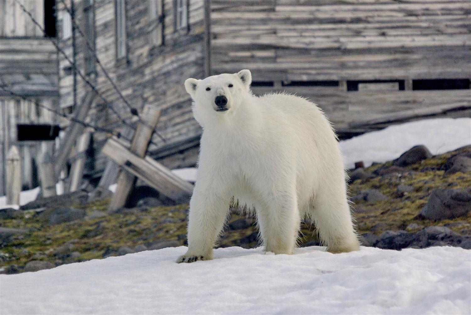 Медведям в «Русской Арктике» не хватает снега