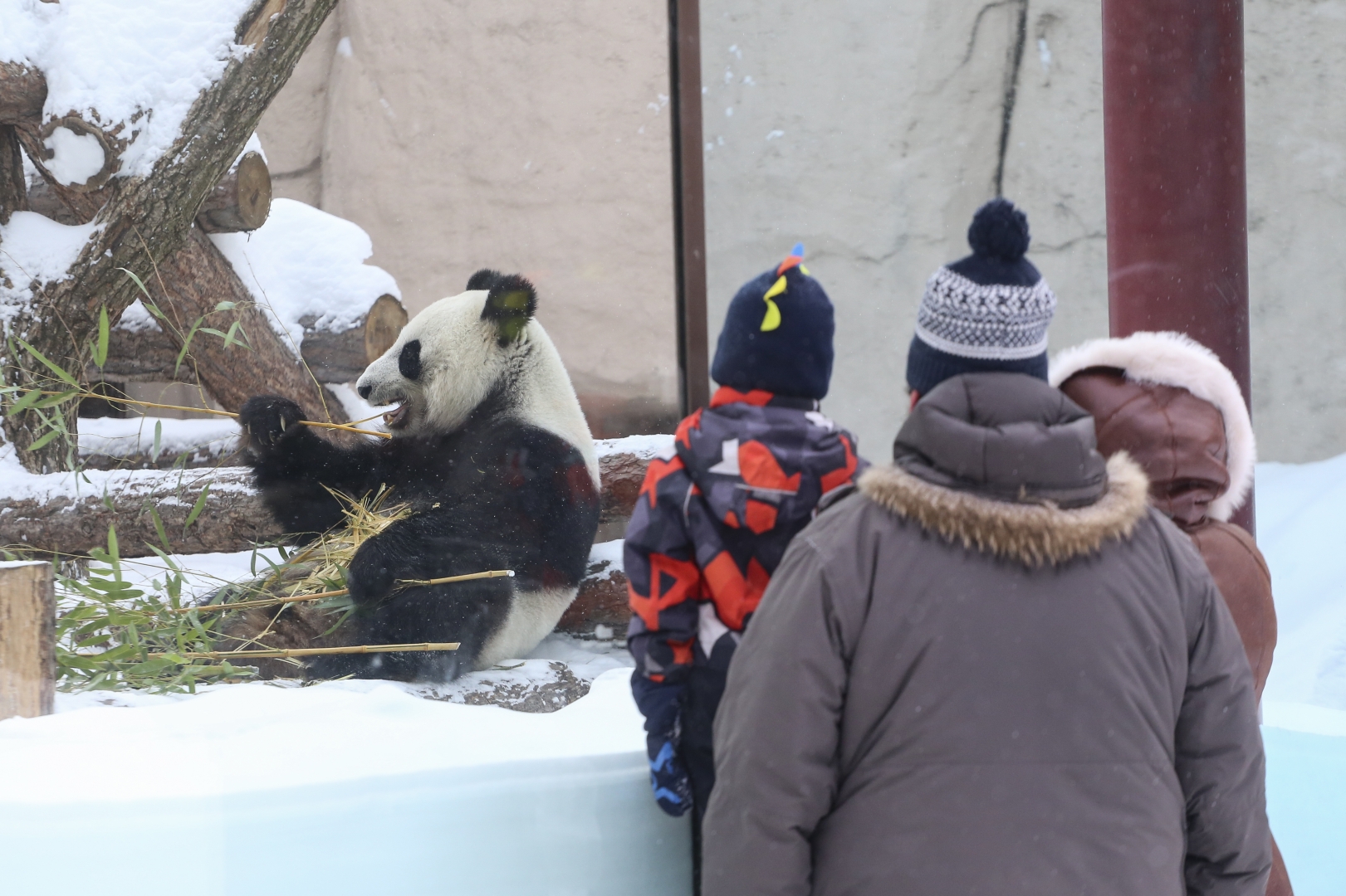 Зоопарк зимой стоит ли идти. Московский зоопарк 2022. Панды в Московском зоопарке зимой. Панда в Московском зоопарке. Московский зоопарк .панды зима.