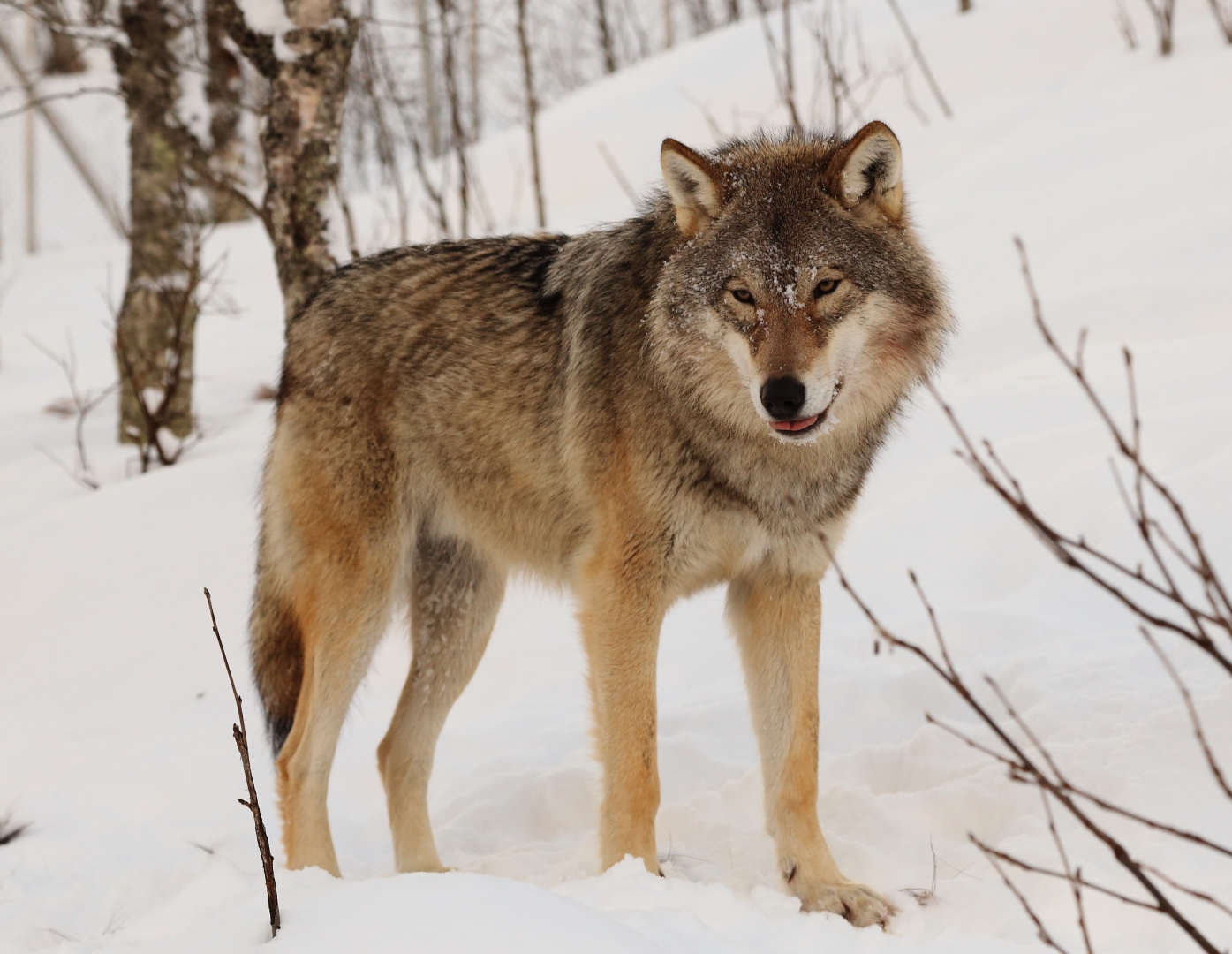охота на волков на севере россии