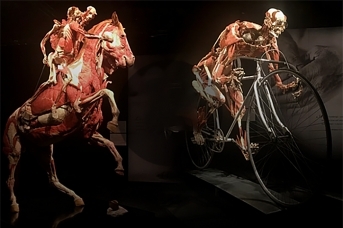 Экспонаты выставки Гунтера фон Хагенса «Мир тела». Кадр из видео телеканала 360tv.ru