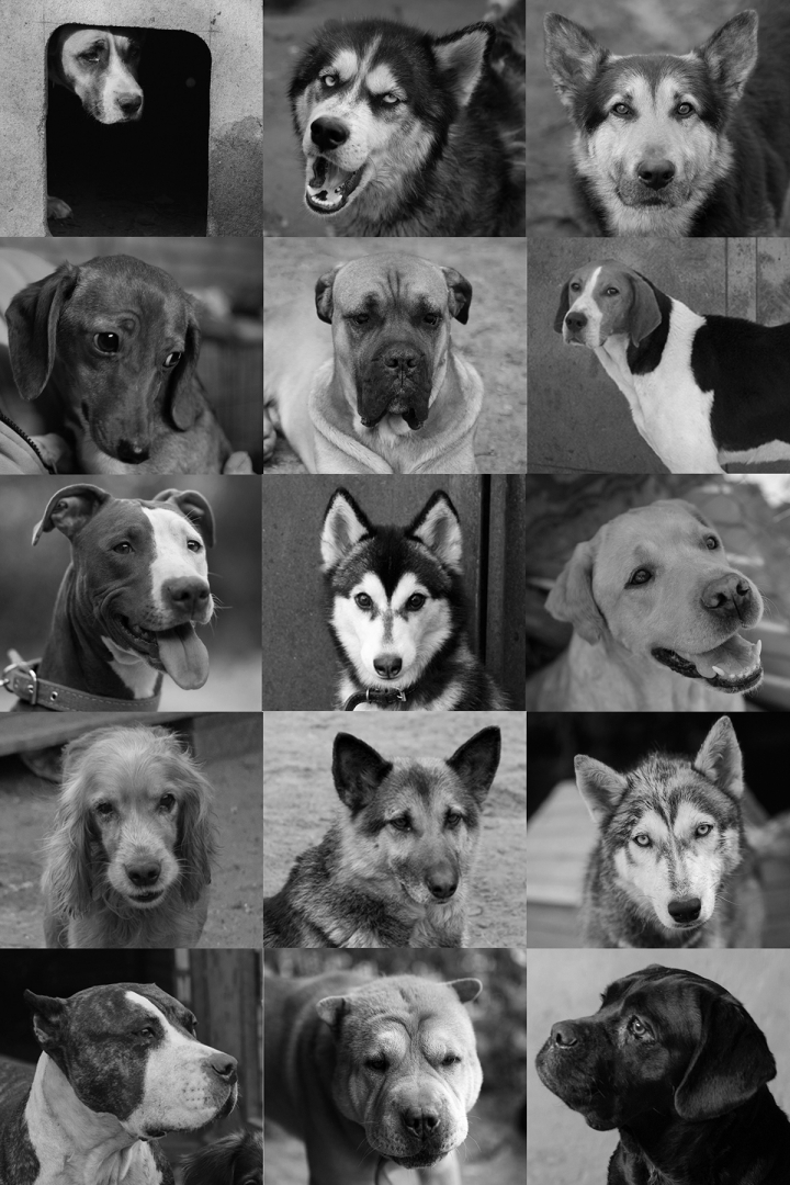 Портреты породистых собак, по разным причинам оказавшихся в приюте