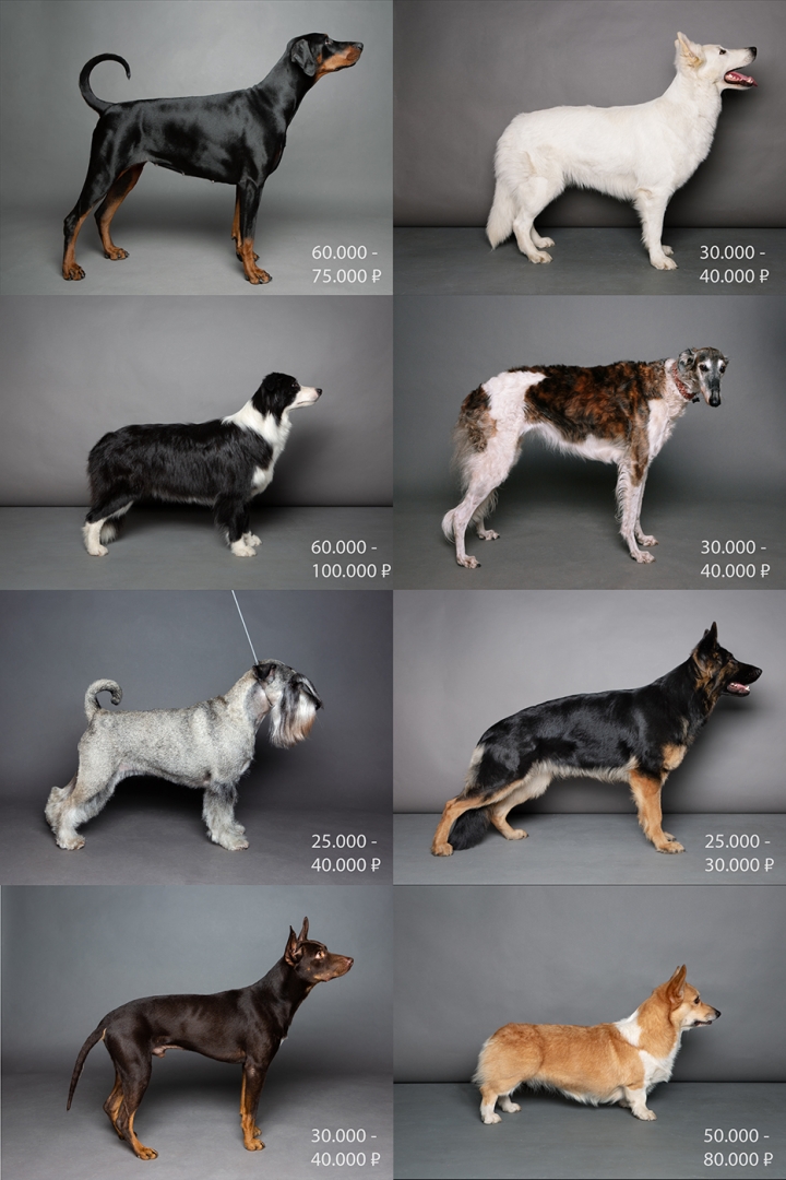 Портреты собак в стойке с указанием средних цен для каждой породы