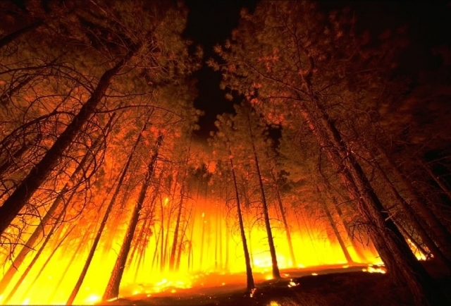 Лесной пожар 