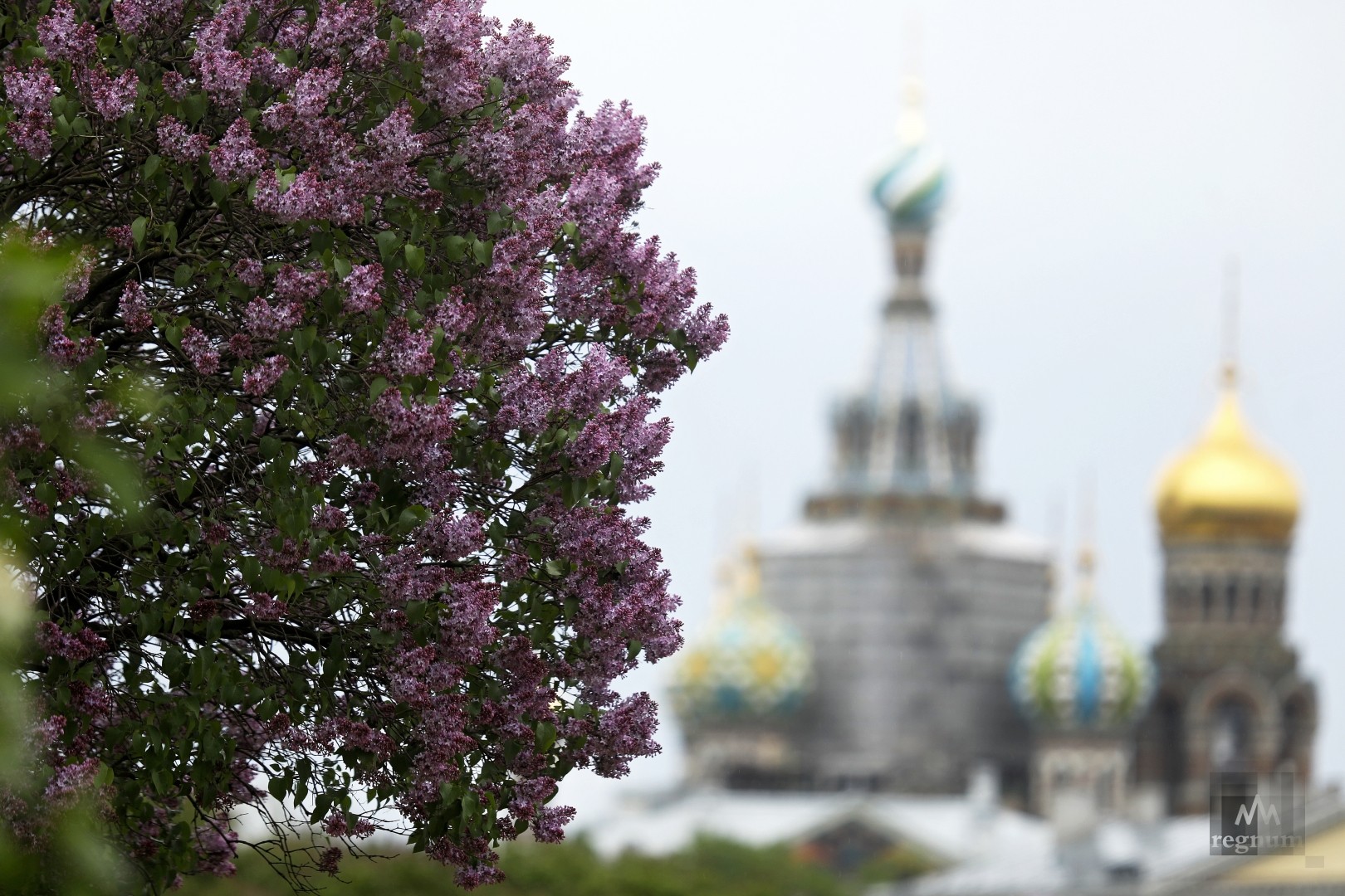 Сирень на марсовом поле фото