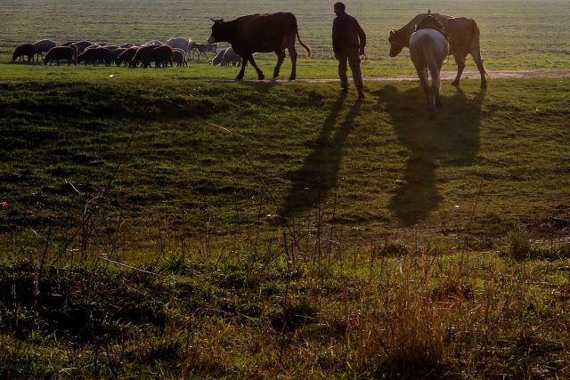 Пастух на закате гонит коров