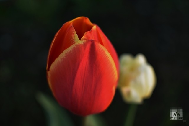 Рекорд цены за тюльпан был установлен в Голландии в XVII веке — 100 тысяч флоринов за 40 луковиц. Корова тогда оценивалась в 100 флоринов. Неудивительно, что тюльпан стал символом богатства