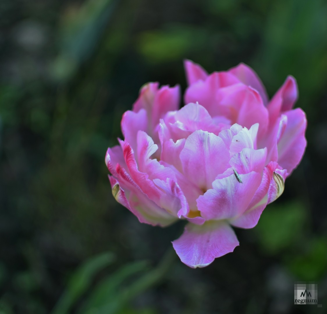 Сиреневый тюльпан с давних времен считался символом верности
