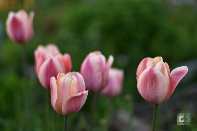 Считается, что тюльпаны появились на планете от 10 до 15 млн лет назад. 