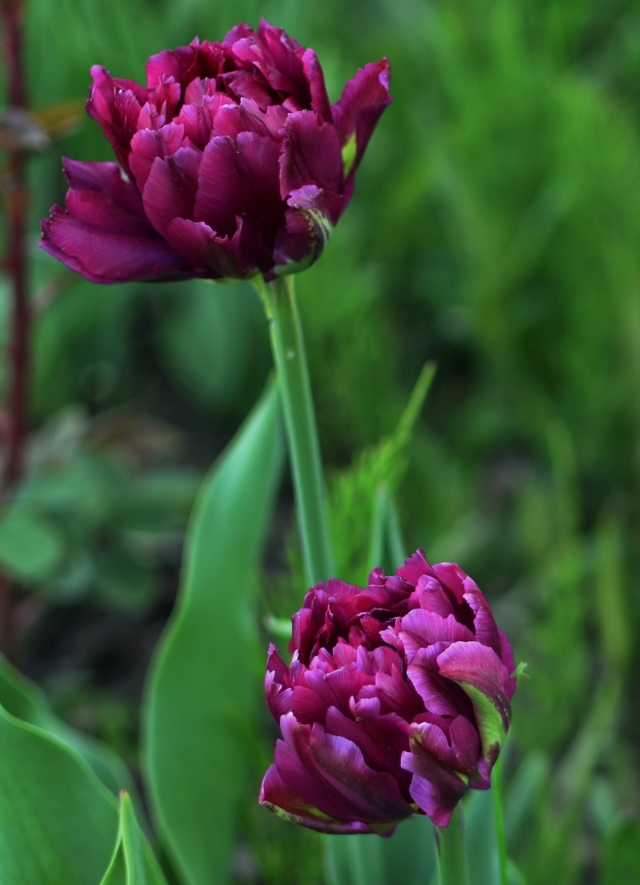 Фиолетовый тюльпан — символ уважения и почтения