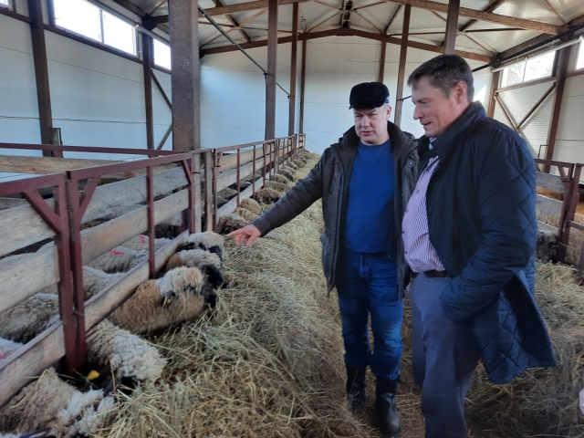 Осмотр племенного поголовья овец породы Оксфорд даун в хозяйстве «Кронборг»