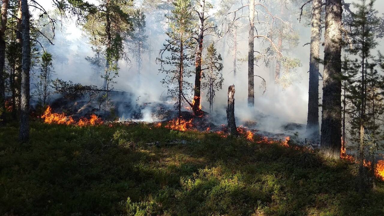 Фото лесного пожара сверху