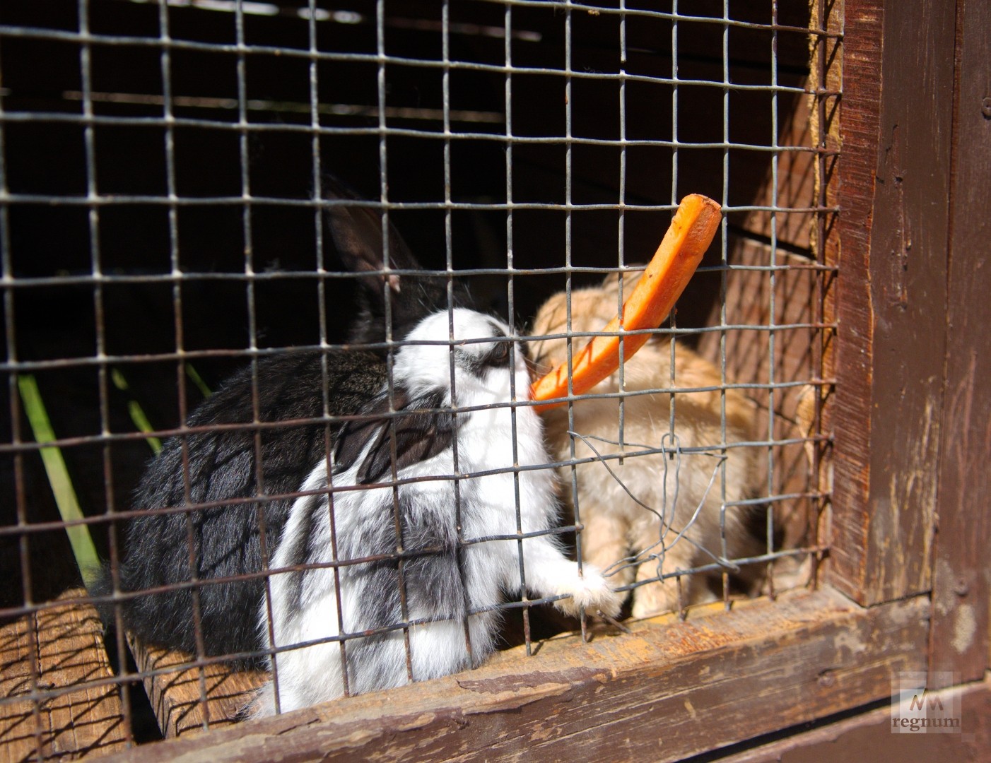 Морковка и кролик